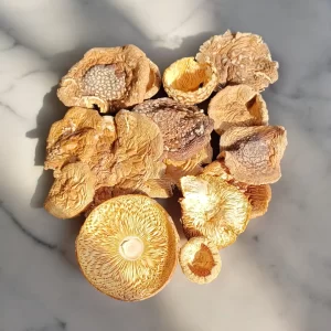 Amanita Mushroom