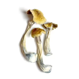Mexican Cubensis Mushroom