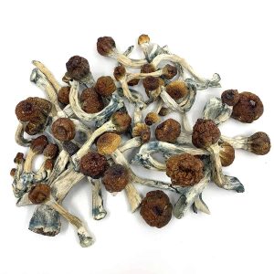 Penis Envy Mushrooms