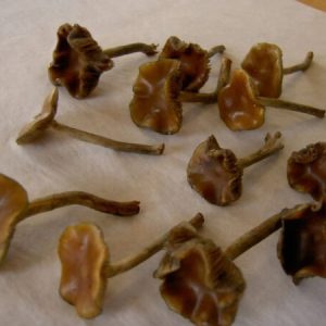 Wavy Caps Mushroom